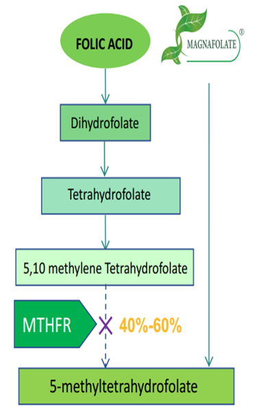 फोलिक एसिड के बजाय सक्रिय फोलेट L-5-MTHF Ca का उपयोग करना क्यों आवश्यक है?