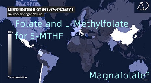 5-MTHF के लिए फोलेट और एल-मिथाइलफोलेट
